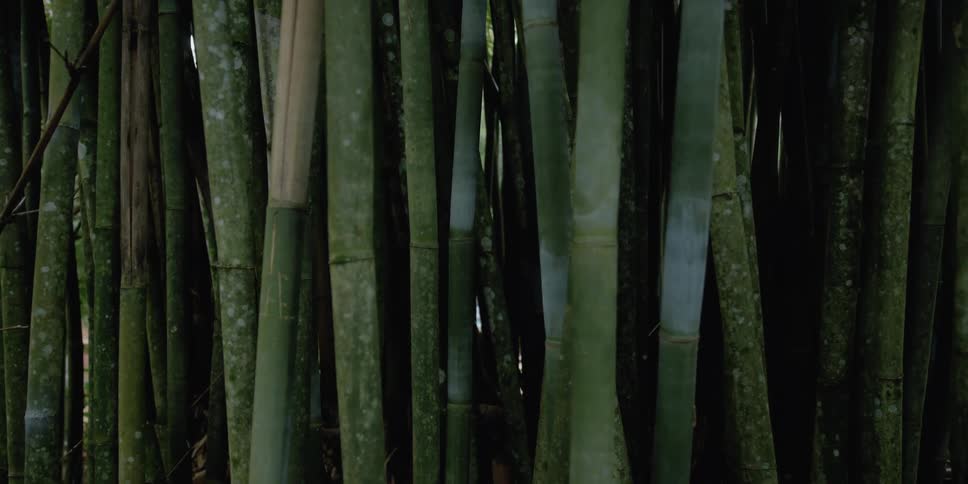A bamboo forest with trees the sky and clouds in the background