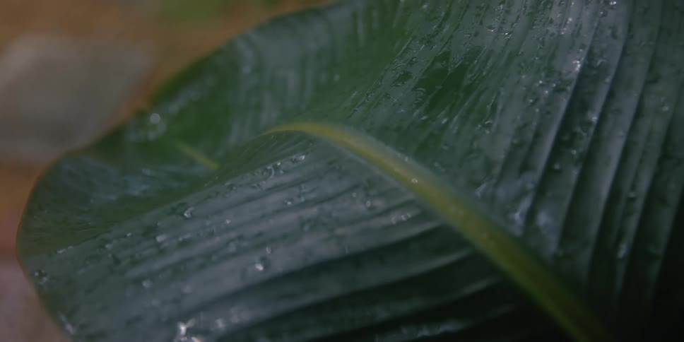 Dew drops cover the surface of a large leaf on a houseplant