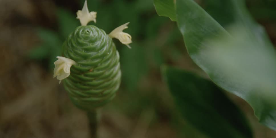 A plant with flowers and leaves with soil in the background