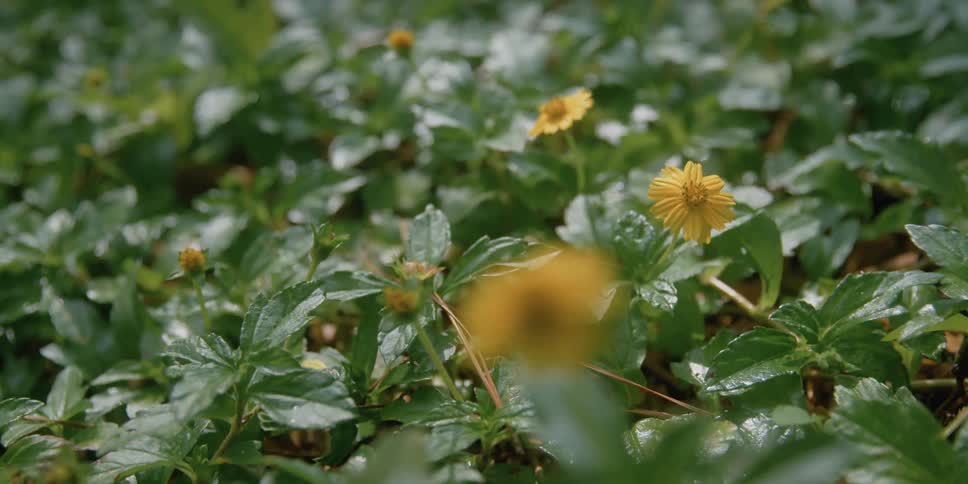 Yellow wild flowers with green leaves