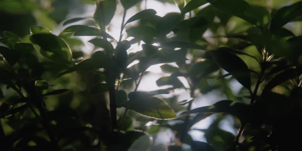 Tree branches swaying in the breeze as the sunlight shines through the leaves