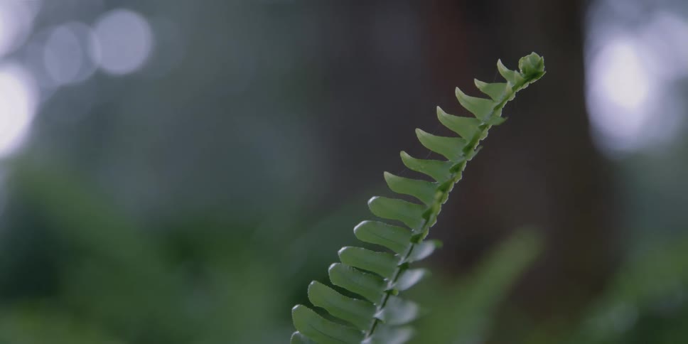 Camera turns around a fern in a forest revealing its leaves