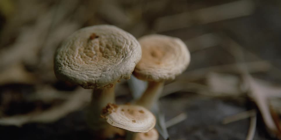 A close up of a mushroom