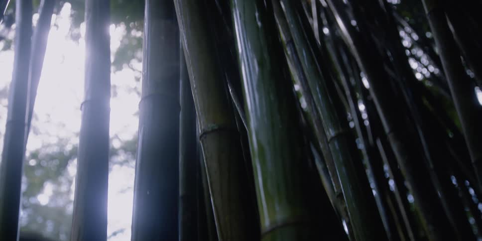 Tall bamboo trees are near the house