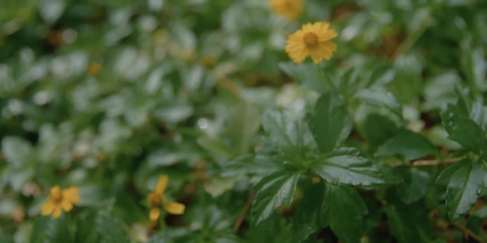 Small yellow flowers grow on bushes outdoors