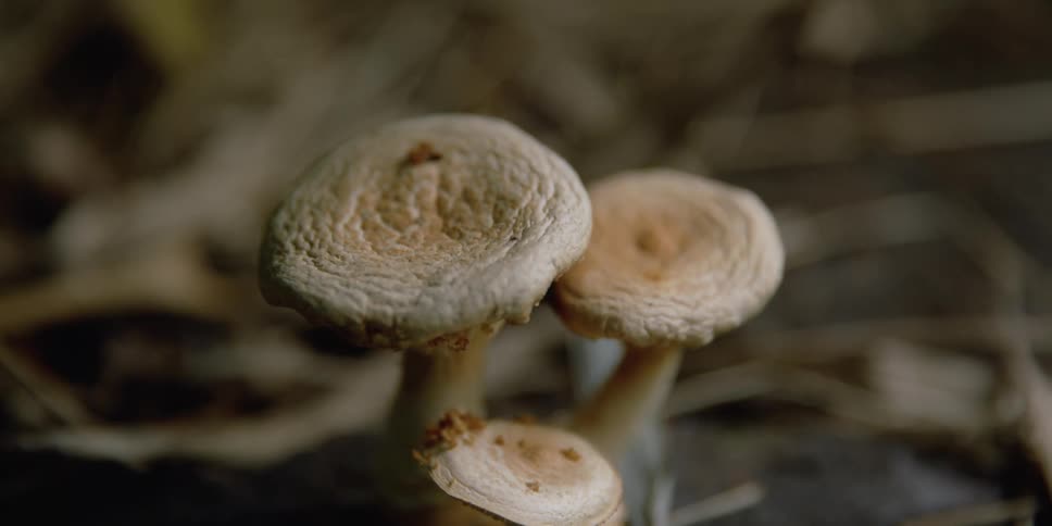 Wild white cap mushrooms growing on the forest ground