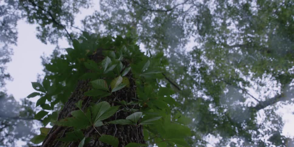 A tree with leaves and branches with the sky and clouds above