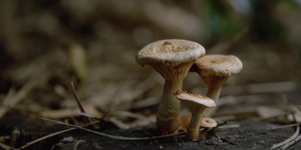 Mushrooms growing up the soil with twigs in the background