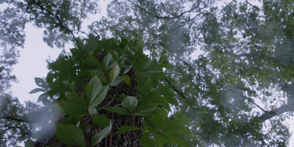 A tree with leaves and branches with the sky and clouds above