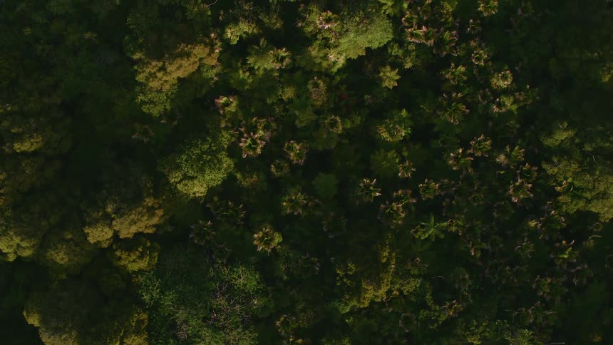 Trees and other vegetation reach for the sky