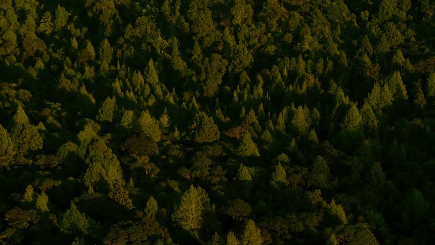 Dense pine trees fill a vast forest