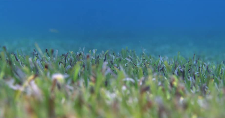 Sea Grass in the shallow water of the Bahamas