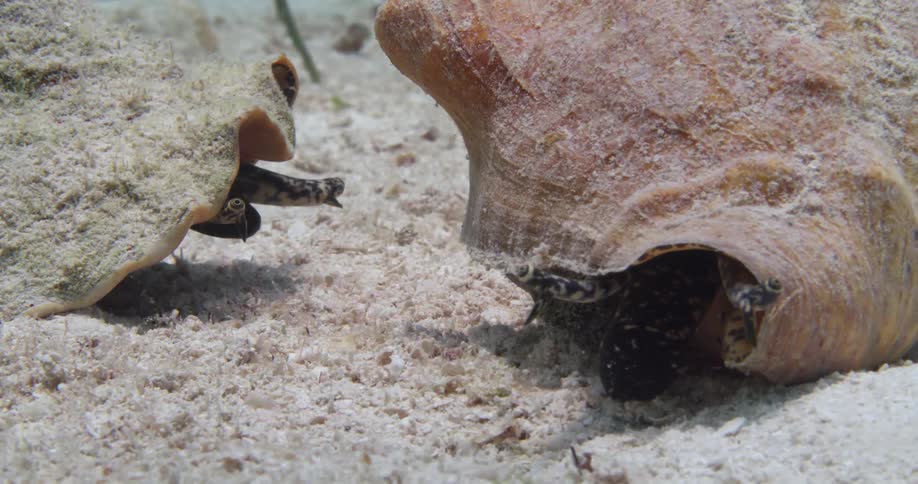 A view of animals in shells in the ocean