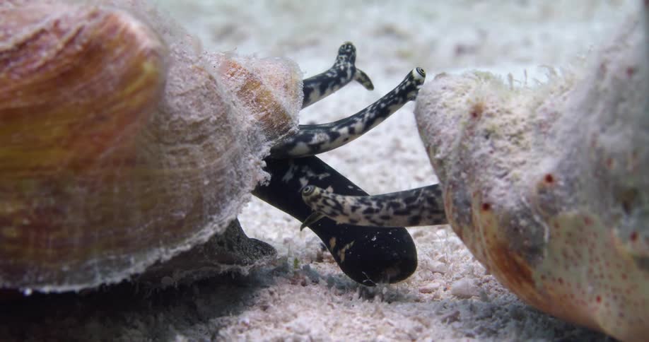 Two animals in shells eating in the ocean