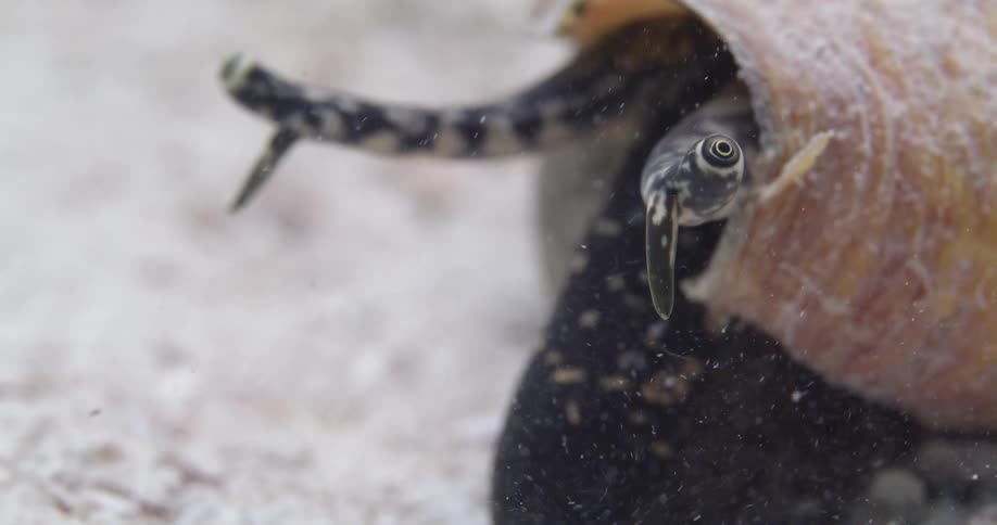 A Queen Conch eye stalks underwater