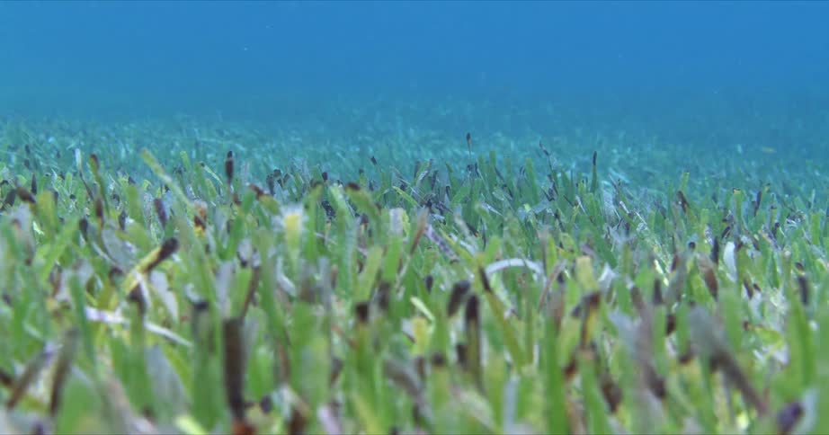 Sea Grass bed dances underwater in the ocean