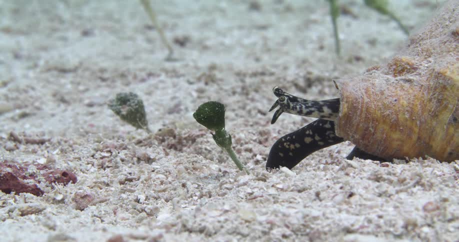 Underwater footage of a Queen Conch feeding on the ocean floor