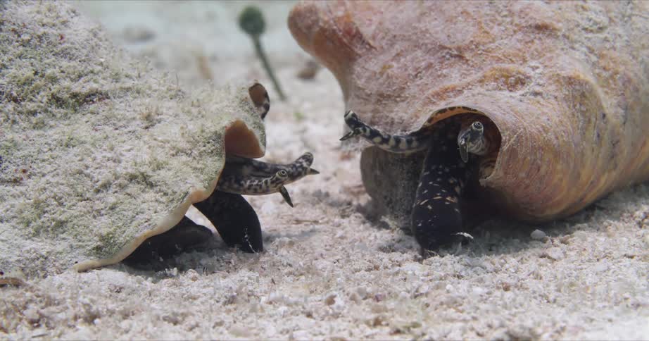Two conchs browse along sandy seafloor underwater keeping eye out using their eyestalks