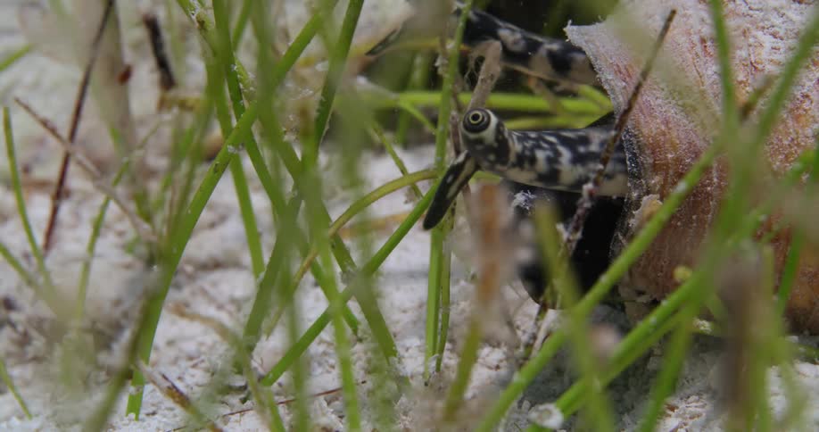 A close up of a conch in a shell