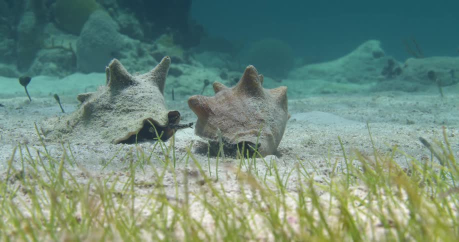 Dapple light shines onto mollusks browsing along sandy seafloor