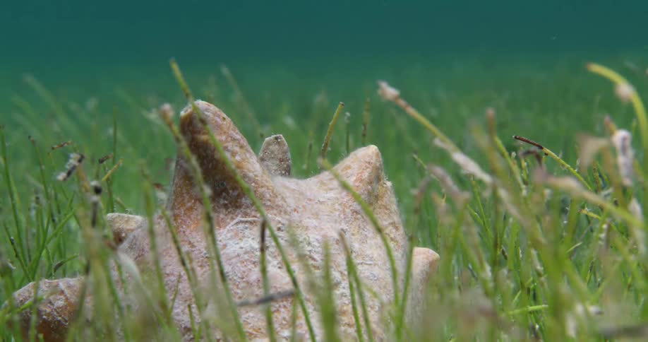 A seashell sits in a bed of undulating sea grass