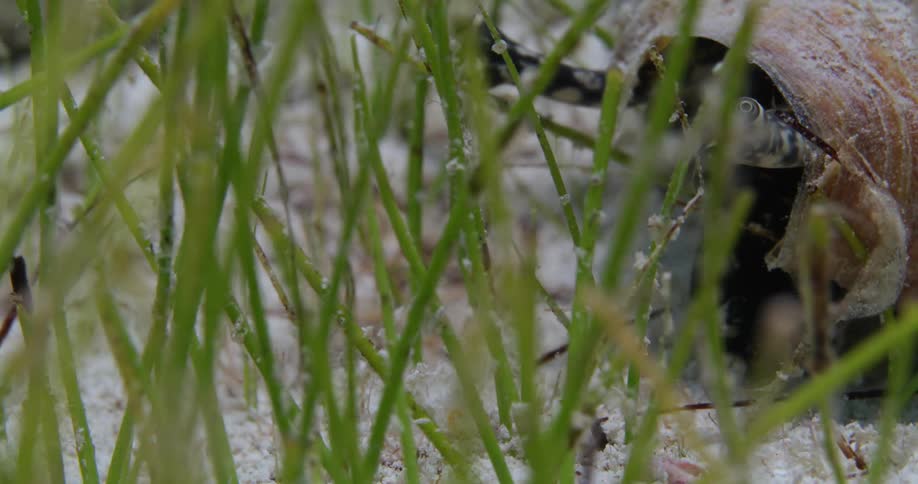 Mollusk inches out of its shell among waving sea grass keeping lookout with its eye stalks as it digs at sandy bottom