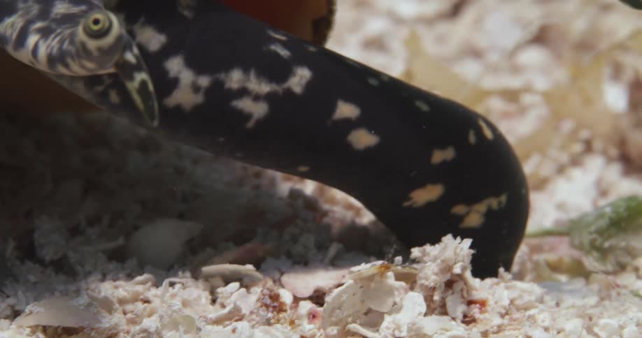A Queen Conch underwater looking for food