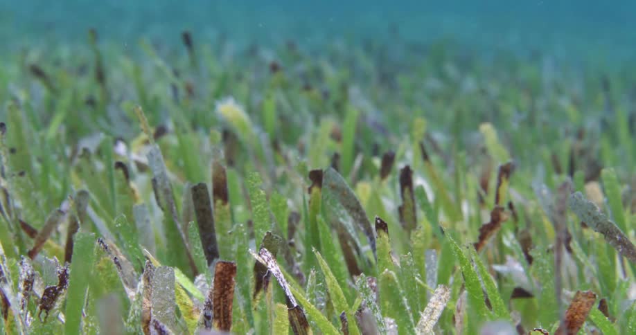 Sea Grass in the current on the sea floor