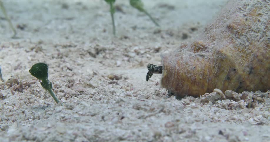 A Queen Conch slowly moves across the sea floor