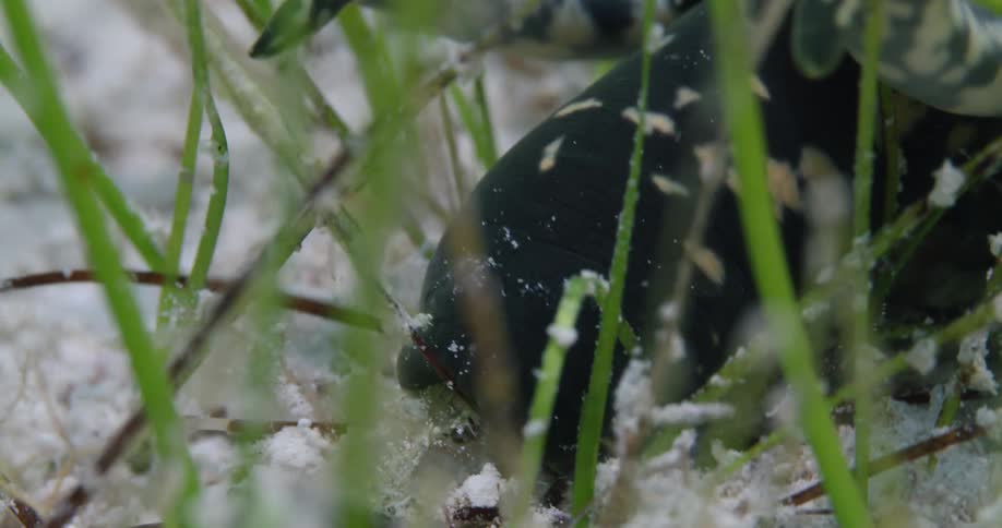 A mollusk with a shell eating seaweed underwater with sand