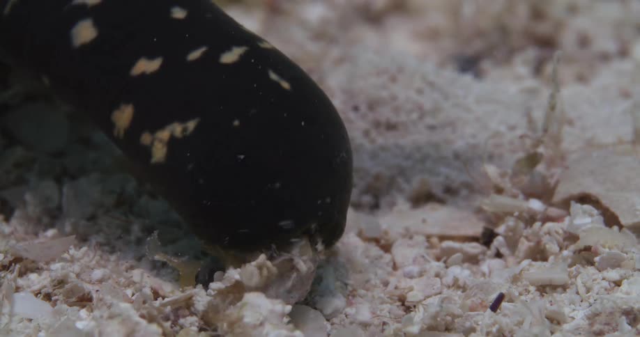 A mollusk eating underwater with sand