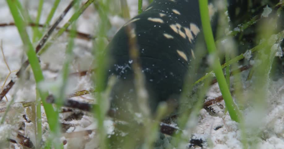 A sea snail eating sea grass underwater