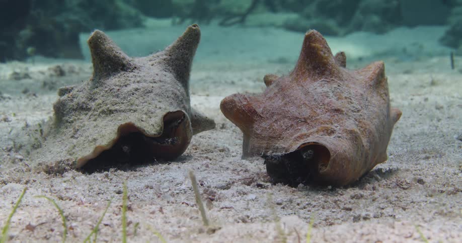 Two Queen Conch crawl across the ocean floor