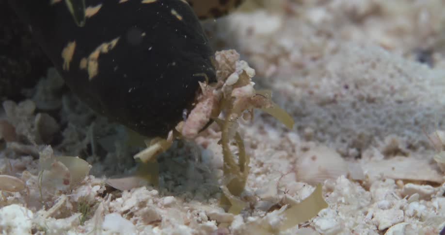 Queen Conch mouth eating vegetation underwater as it watches with eye stalks