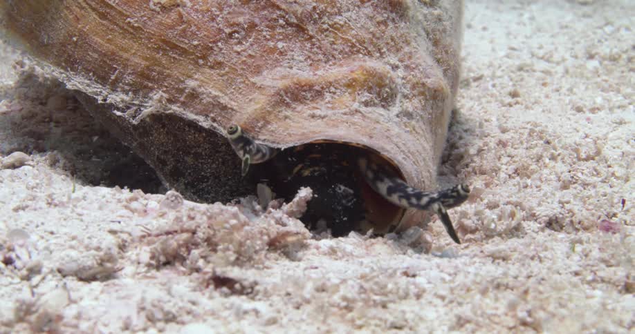 A mollusk with a shell crawling underwater on sand