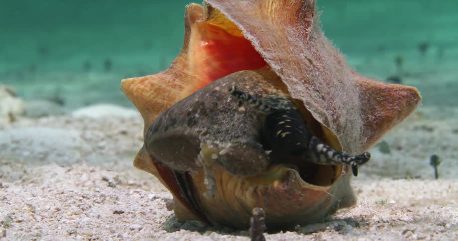 Closeup of a conch coming out if its shell