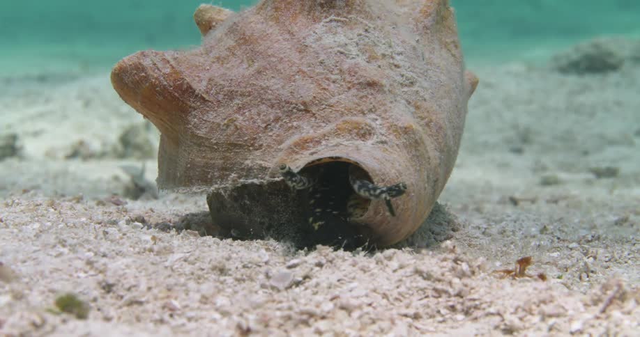 A sea shell at the bottom of the ocean