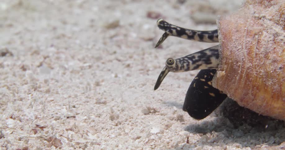 Aquatic animal moves its heavy shell along sandy seafloor feeding while it keeps watch with eye stalks