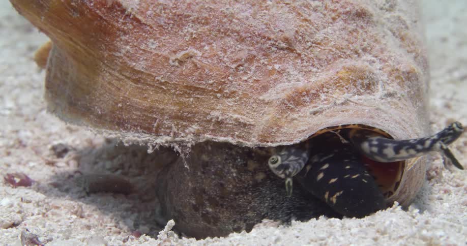 Aquatic mollusk moves along sandy floor its eye stalks keeping watch