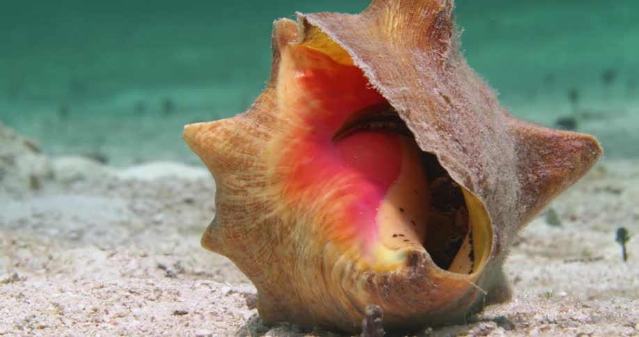 A Queen Conch turned upside down