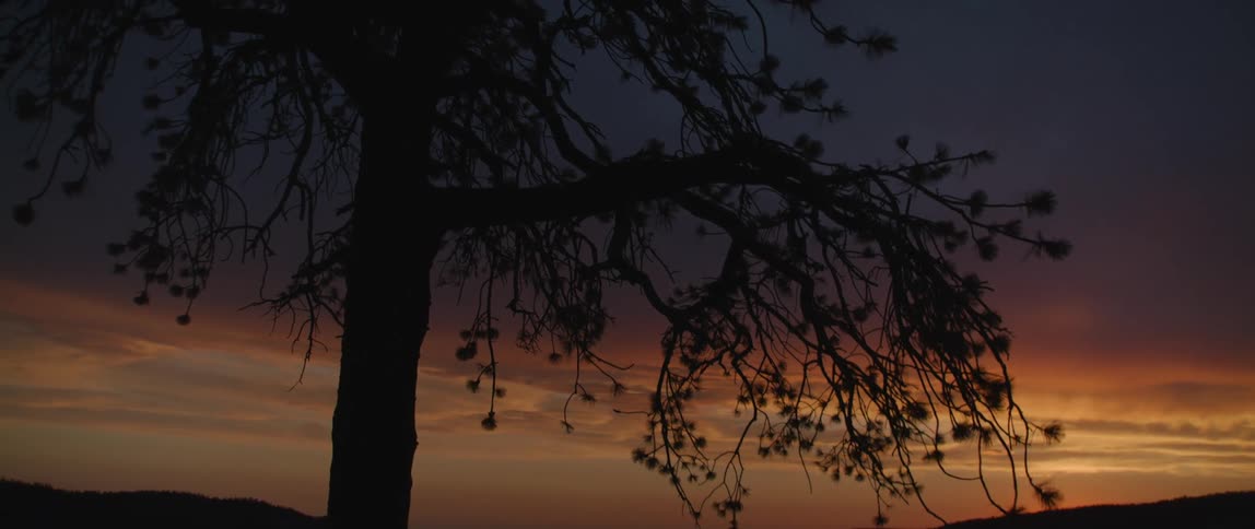Silhouette of a tree with branches swaying in the breeze under a dark orange sky