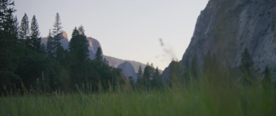 Tall grass swaying in the breeze with pine trees and mountains in the distance