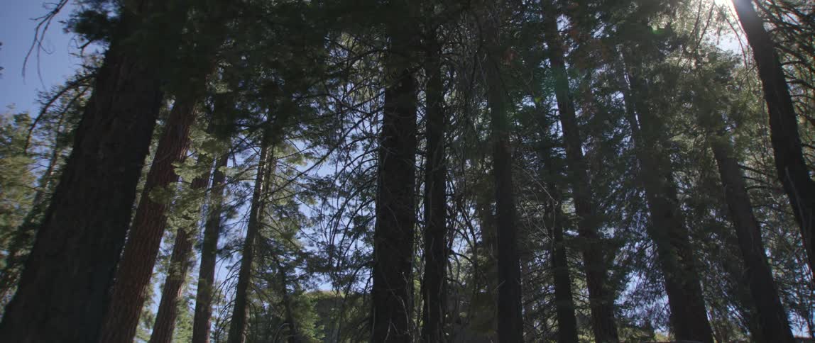 A shot of large trees in a forest
