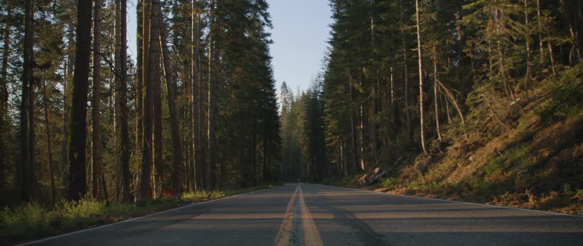 Road through a forest with a double yellow line down the middle