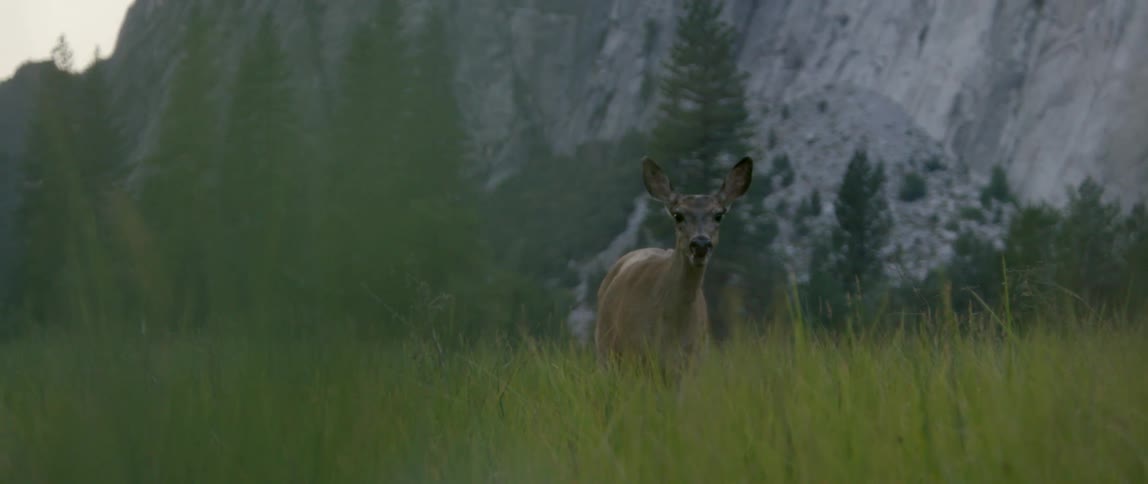 A deer stands in tall grass near a mountain