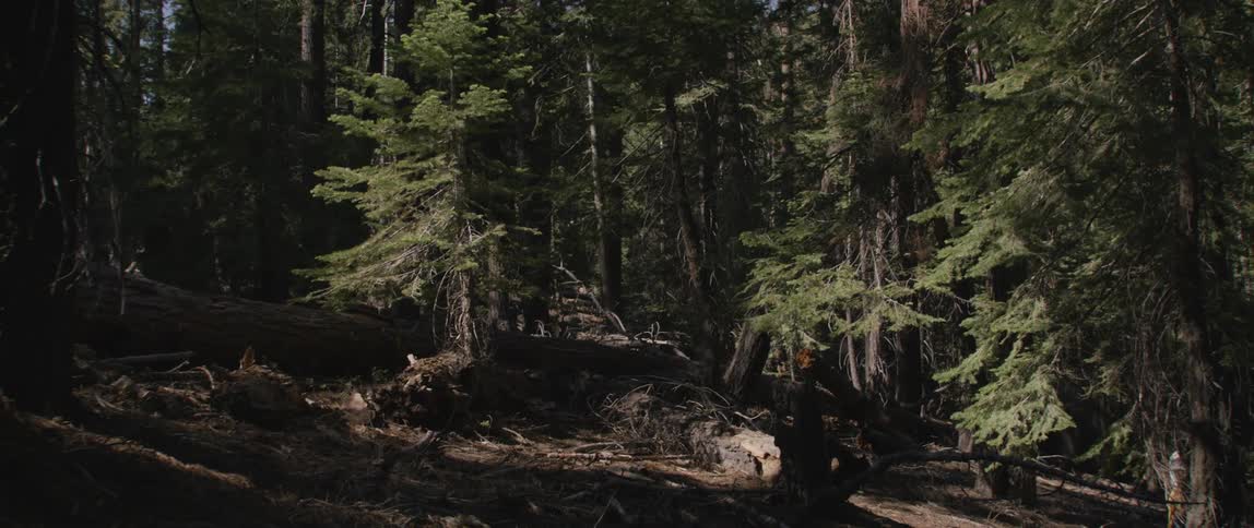 A view of trees out in a forest