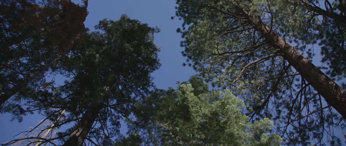 The tall trees line the clear sky