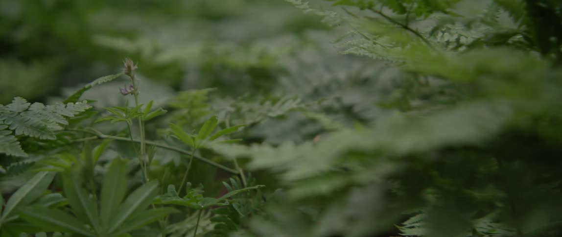 A close up of greenery