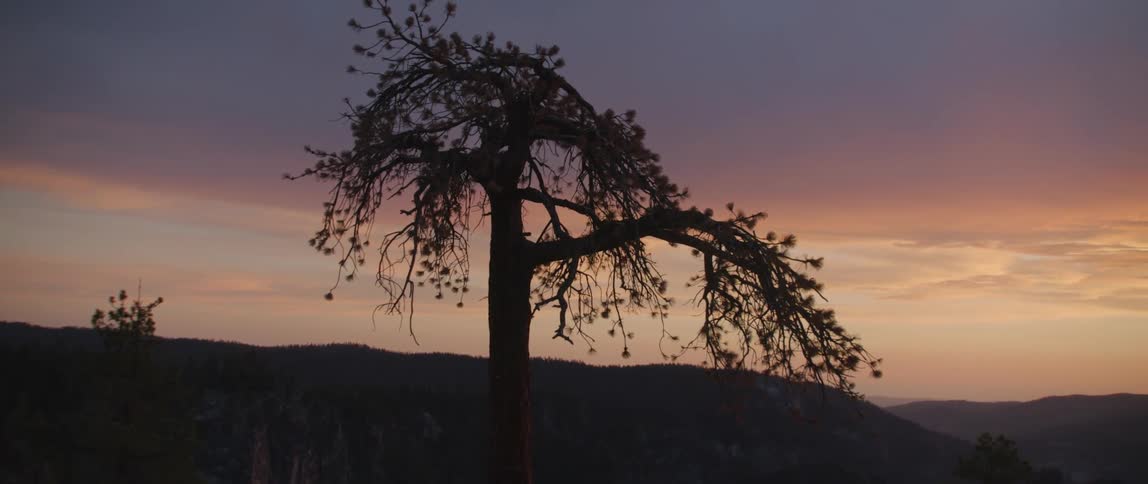 A tree on top of a mountain is in silhouette against a morning sky