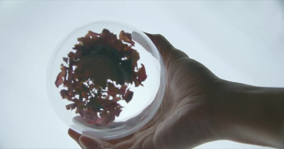 A man holds and shakes a clear globe filled with tiny leaves